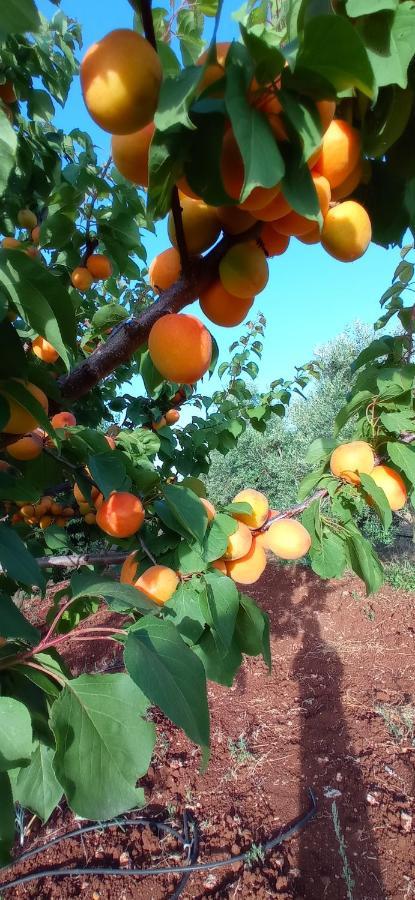 Tenuta Don Monaco - Agriturismo Santa Cesarea Terme Ngoại thất bức ảnh